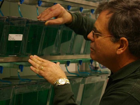 Finding a Cure: FSU biology professor James Hoerter checks on the fish tanks and operations. Hoerter and students are studying melanoma and how stem cells can help to find a cure. Torch File Photo