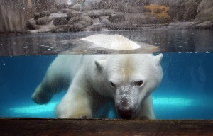 Zoo animals may be interesting to see through glass, but they do not lead the ideal life in captivity. 