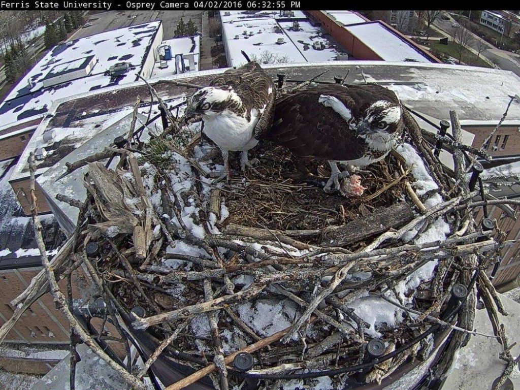 The male osprey (left) will fetch fish from nearby bodies of water to offer the female (right) as part of courtship feeding.